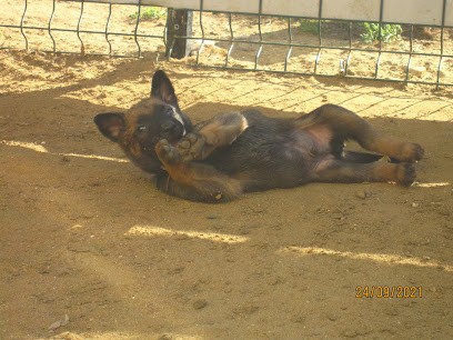 LE MALINOIS DE LILO PYRRHATE, Eleveur de Chiens à Courgeon