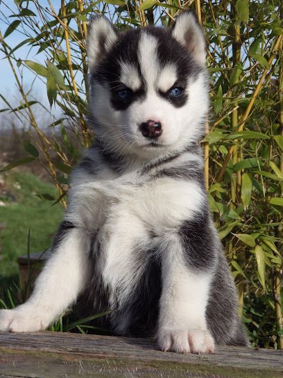 Elevage Des Douguy Dogs-Husky De Sibérie, Éleveur De Chiens à Saint-Saire