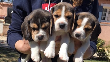 De L'esprit Du Carbonado : Élevage et vente de chiots Beagle (Var - PACA), Eleveur de Chiens à Plan-d'Aups-Sainte-Baume