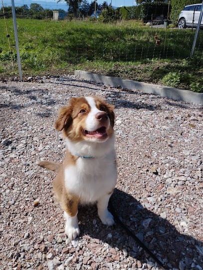 Educateur Canin Garderie Pat' à Chiens, Dresseur de Chiens à Messery