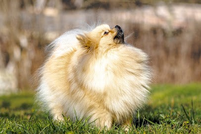 Élevage de Spitz Allemand (Poméranien) TEA FOR TWO CAT'S, Eleveur de Chiens à Gans