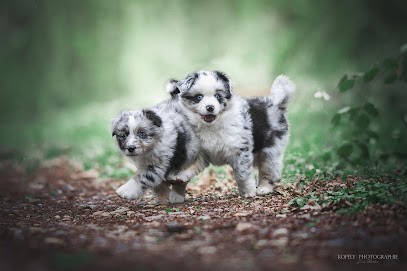 Mini's Red Mountain, Eleveur de Chiens à Belmont