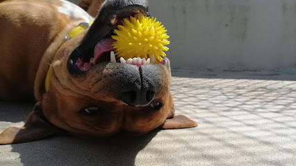 Teacher's Dog - Éducateur Comportementaliste Canin, Dresseur De Chiens à Gradignan