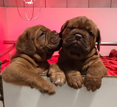 Elevage Canin du Masque de Seth, Eleveur de Chiens à Willer-sur-Thur