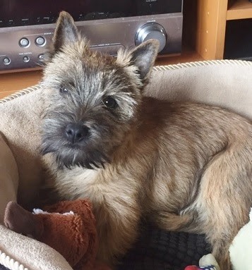 An Durzhunell, Eleveur de Chiens à Savères