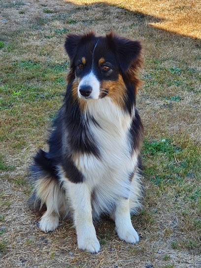 Breeding Paradise Wild Ménestruel, Eleveur de Chiens à Poncin