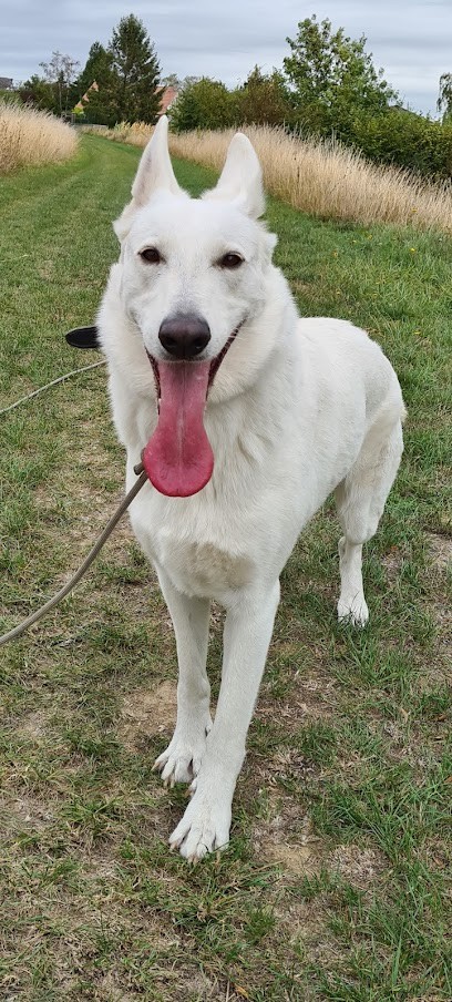 Gauthier Hazart éducateur canin Laon, Dresseur de Chiens à Pouilly-sur-Serre
