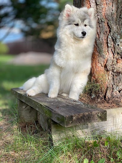 Élevage Les Pomsky De Stella, Eleveur de Chiens à Saint-Evroult-de-Montfort