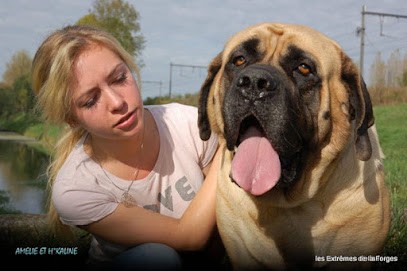 Elevage canin Les Extrêmes de la Forge Dordogne, Eleveur de Chiens à La Chapelle-Grésignac