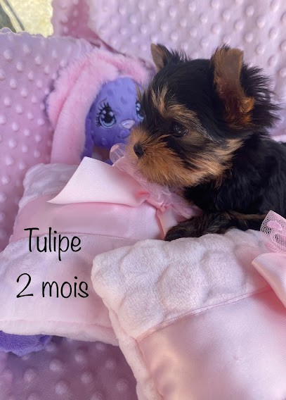 Elevage de Yorkshire du domaine de l'amour naissant, Eleveur de Chiens à Hérimoncourt