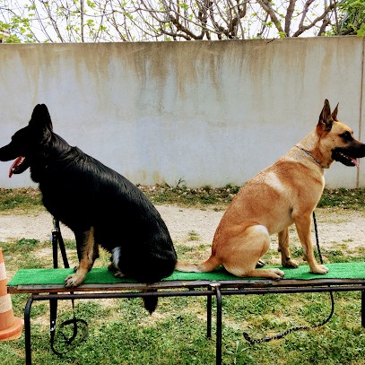 Dog In Marseille (Groupement Cynophile Marseillais), Dresseur de Chiens à Marseille 11