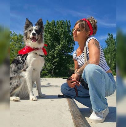 Pédadog By Ali Et Nilah Educateur Canin Calais, Dresseur De Chiens à Marck