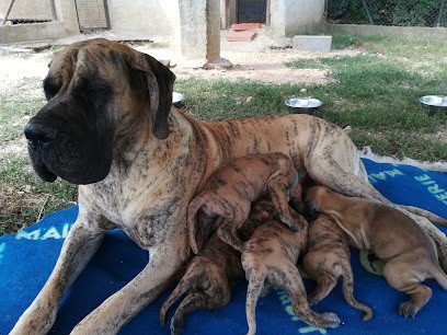 Elevage de Dogue Allemand de l'outsaina, Eleveur de Chiens à Simiane-la-Rotonde