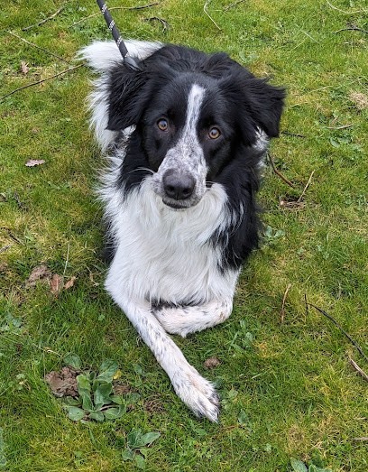 La Truffe Eduquée, Dresseur de Chiens à Péchabou