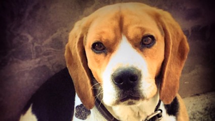 Élevage beagland, Eleveur de Chiens à Albertville