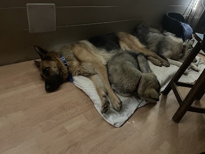 Bien Dans Ses Pattes, Pension pour Chiens à Guerlédan