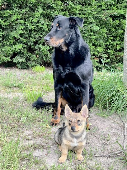 Elevage du Serment des Brumes, Eleveur de Chiens à Azé