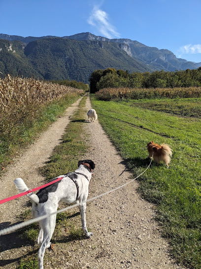 Pension Canine Familiale Tullins, 4 Pattes En Famille, Pension Pour Chien à Tullins