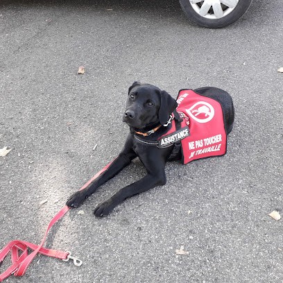 Comporteducanin, Dresseur de Chiens à Sorde-l'Abbaye