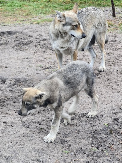 Au Paradis Canin, Pension pour Chiens à Saint-Savin