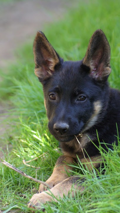 Élevage des loups malins de gaelice, Eleveur de Chiens à Bages