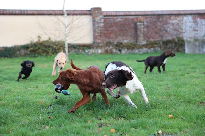 Élevage Du Château Gris Éleveur De Chiens à Tingry