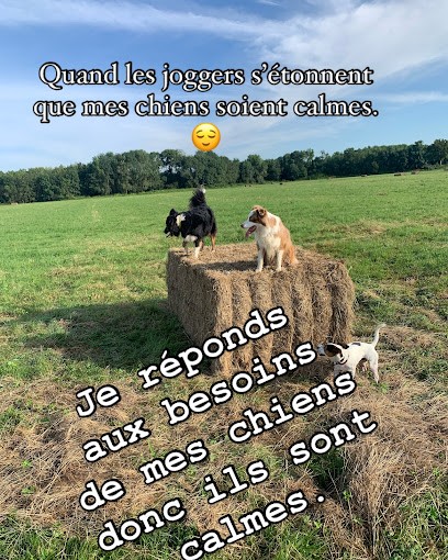 Dog Terre Happy, Dresseur de Chiens à Sainte-Luce-sur-Loire