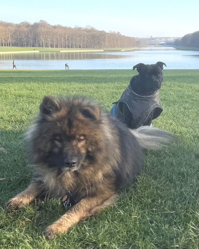My Dog Education - Services Canins, Dresseur De Chiens au Port-Marly