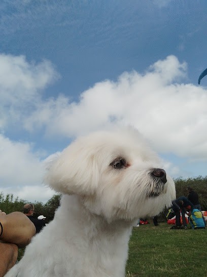 Elevage de la Source Notre Dame, Eleveur de Chiens à Bollezeele