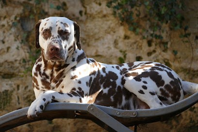 Les Dalmatiens du Domaine des Ophrys, Eleveur de Chiens à Doué-en-Anjou