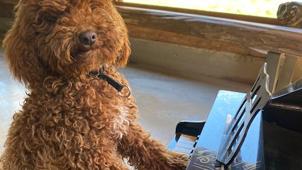 éducation Canine MARSEILLE Dog Land, Dresseur de Chiens à Marseille 08