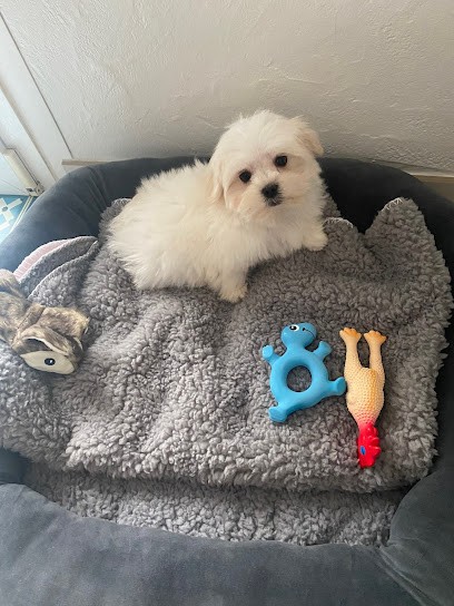 Les Brumes Marines, Eleveur de Chiens à La Haye-Pesnel