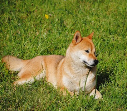 Isabelle Maguda - Bien avec son chien, Dresseur de Chiens à Marsais-Sainte-Radégonde