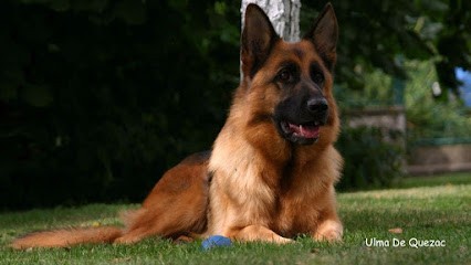 De Quezac, Eleveur de Chiens à Chartainvilliers