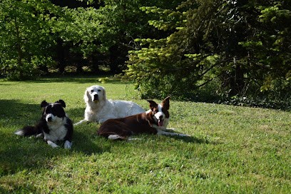 Infinity-Dog Éducateur Canin La Rochelle, Dresseur de Chiens à Sainte-Radégonde-des-Noyers
