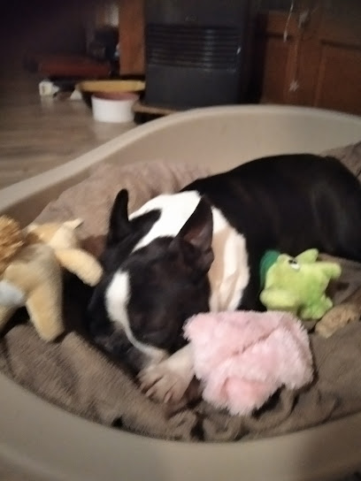 Nos Petits Bostons, Éleveur De Chiens à Osselle-Routelle