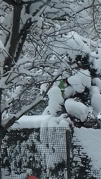 Élevage des Deux Étoiles, Eleveur de Chiens à La Ferté-sous-Jouarre