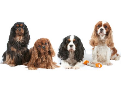 Élevage La Colline au Noir Désir, Eleveur de Chiens à Péret