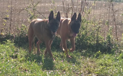 Damien Boyer - Éducateur Canin, Dresseur De Chiens à Maurecourt
