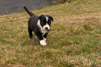Du Vent Dans Les Pattes éducateur canin, Dresseur de Chiens à Belmont-Luthézieu