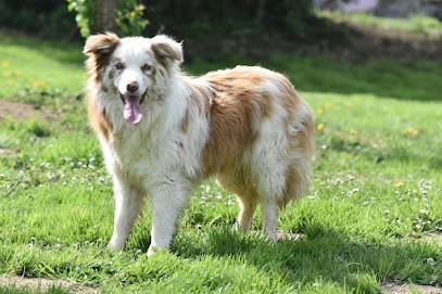 Elevage canin du Mas Ensoleillé, Eleveur de Chiens à Chassenon