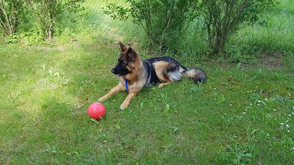 Éducateur Canin - Reims - Anthony Guyot, Dresseur de Chiens à Reims