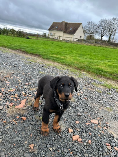 La Terre Des Beauces, Eleveur de Chiens à Doudeville