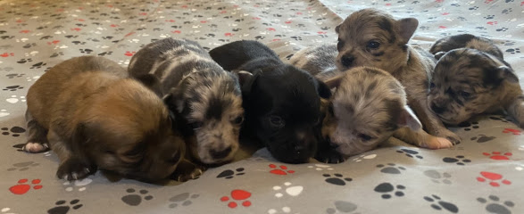 Elevage De Chihuahuas "Aux Petites Pattes De Marie", Éleveur De Chiens au Châtelet-sur-Meuse