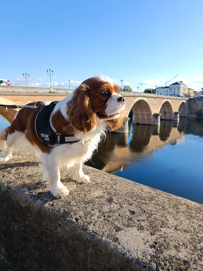 Élevage Du Paradis Bleu Indigo, Éleveur De Chiens au Fleix