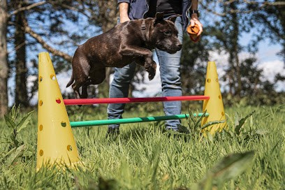 Toutou You Too, Dresseur de Chiens à Morlaix