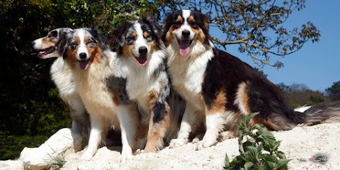 Élevage des Montagnes Argentées, Eleveur de Chiens à Luché-Pringé
