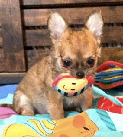 Elevage De L'Isle Au Vert Coteau - Chihuahuas, Eleveur de Chiens à Rouperroux-le-Coquet