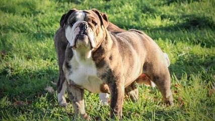 ELEVAGE DES MONTS DE L HERMITAGE, Eleveur de Chiens à Céron