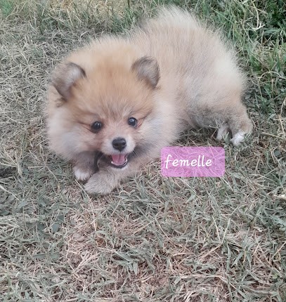 Les anges du tarn, Eleveur de Chiens à Coufouleux